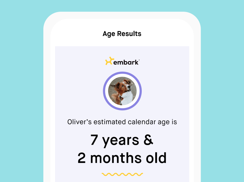 Embark Dog Age Test Embark Vet
